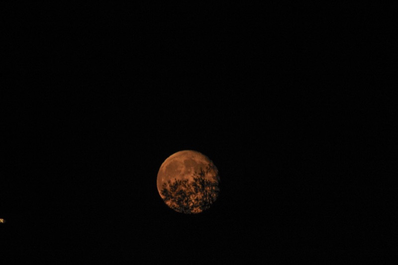 Fallmoon 1