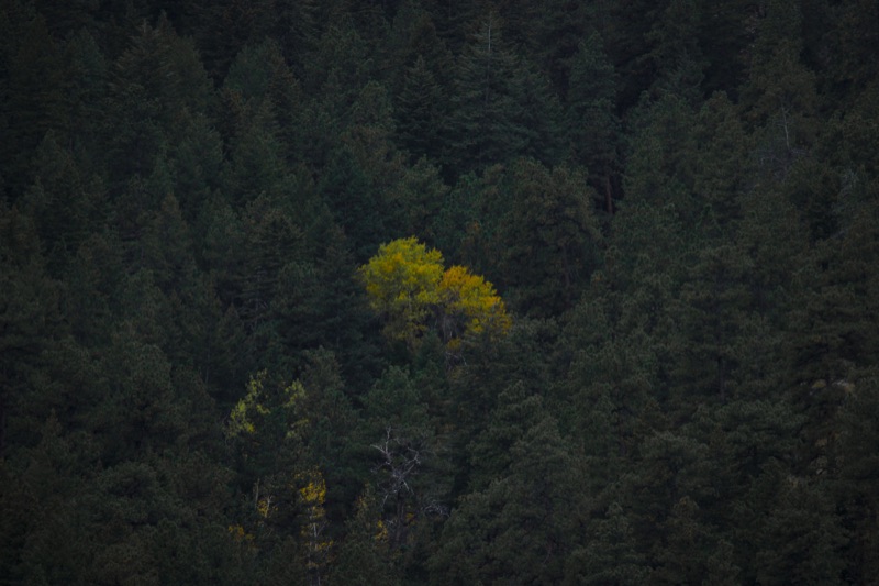 Forest 9
