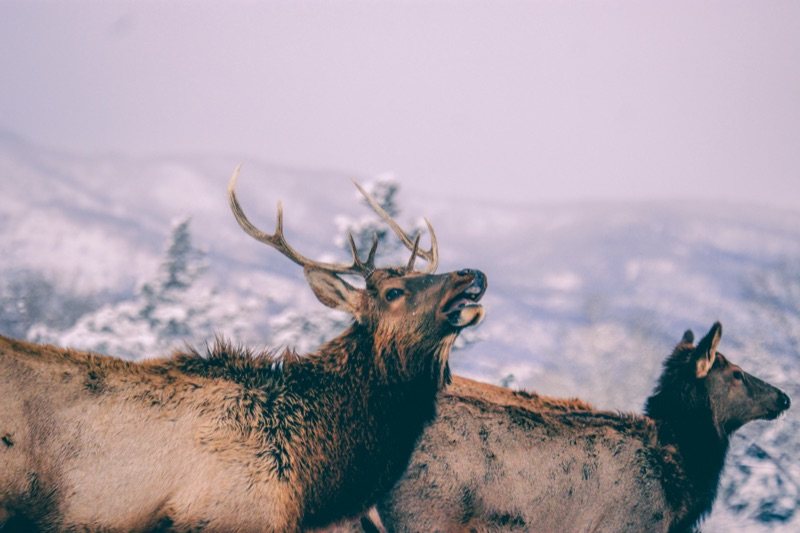 Elk 2