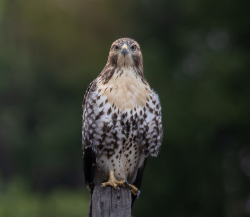 Hawk2