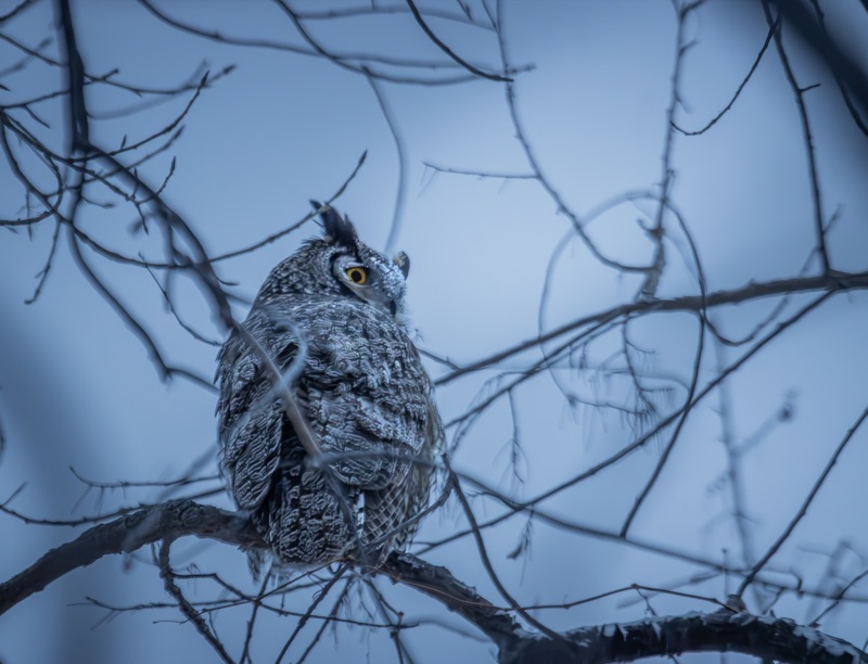 Owl 5