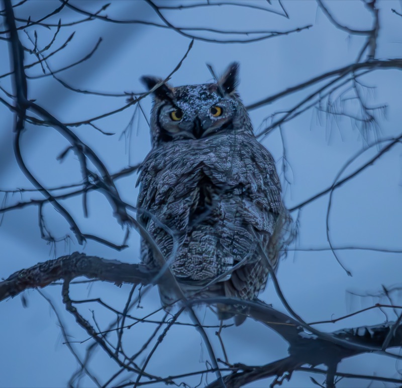 Owl Crop