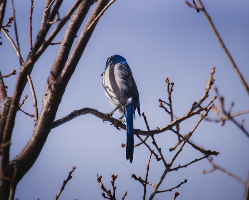 Scrubjay 1 1
